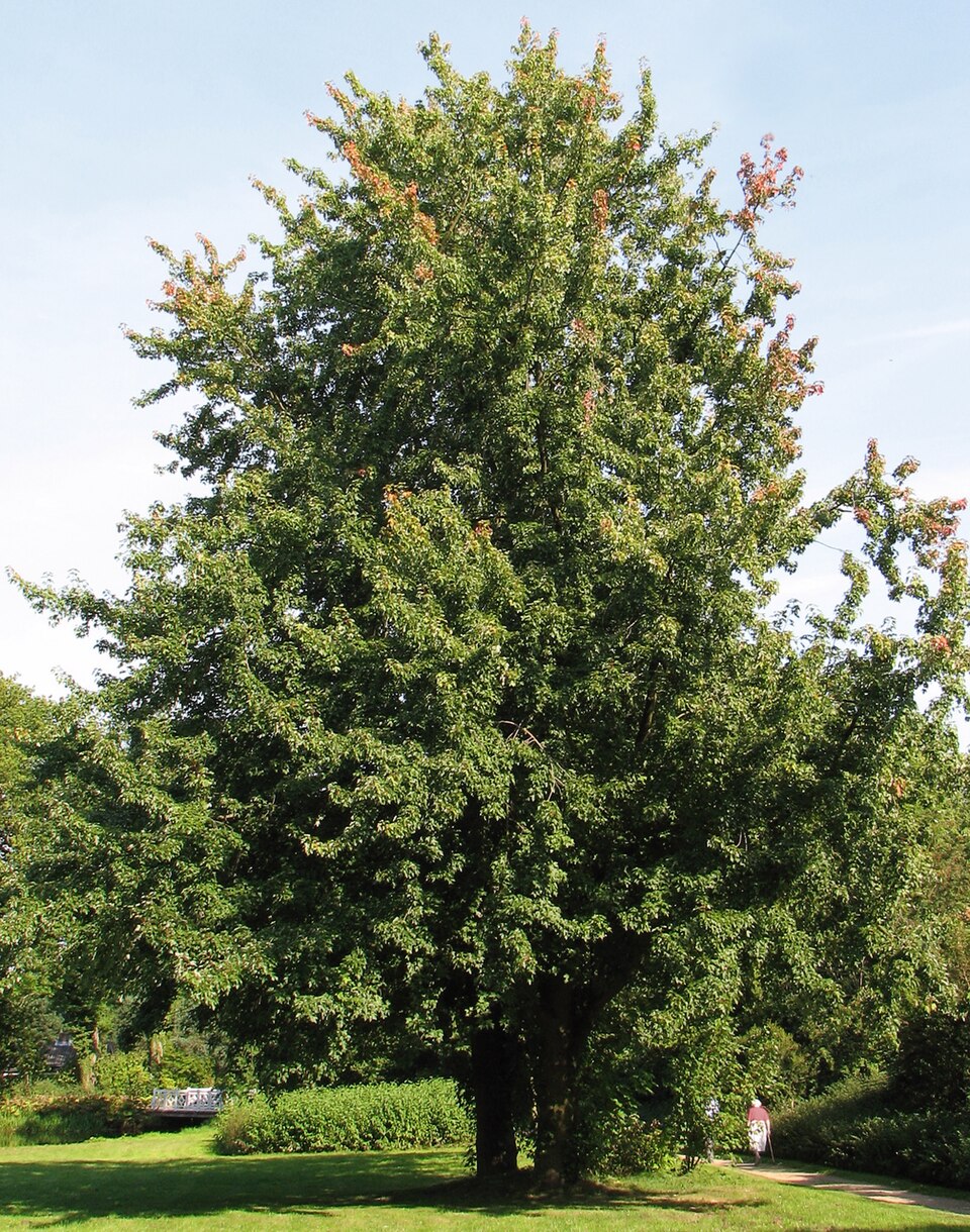Arțar argintiu — Acer saccharinum