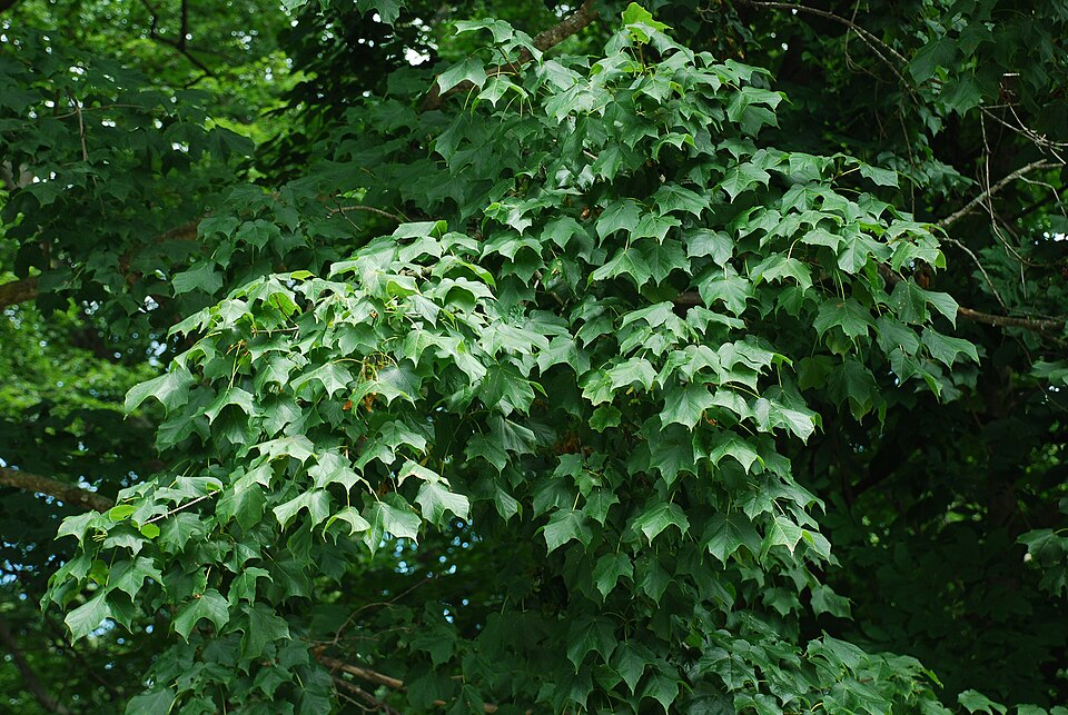 Arțar negru