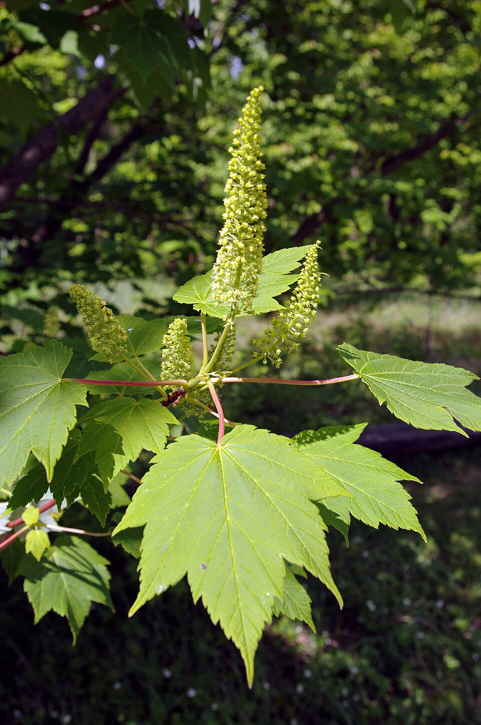 Acer ukurunduense caudatum — Acer ukurunduense caudatum