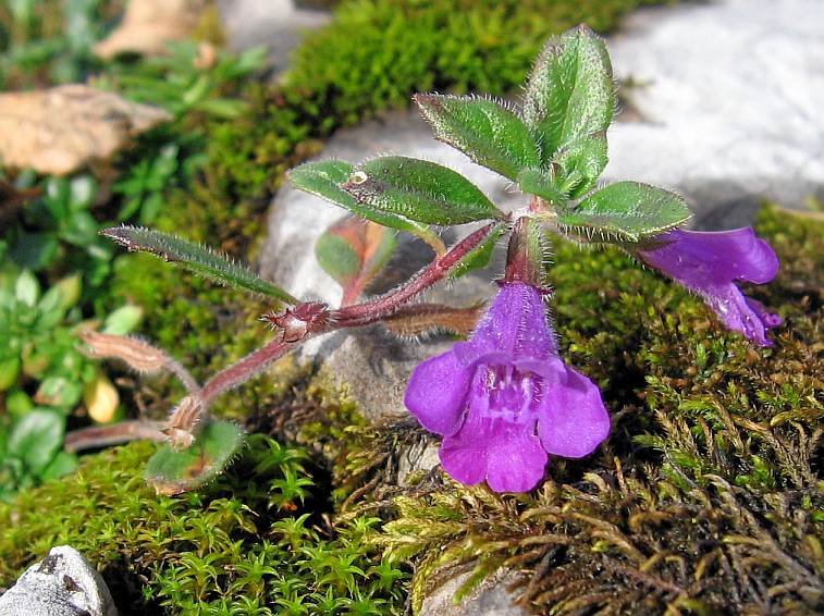 Calamintă alpină — Acinos alpinus