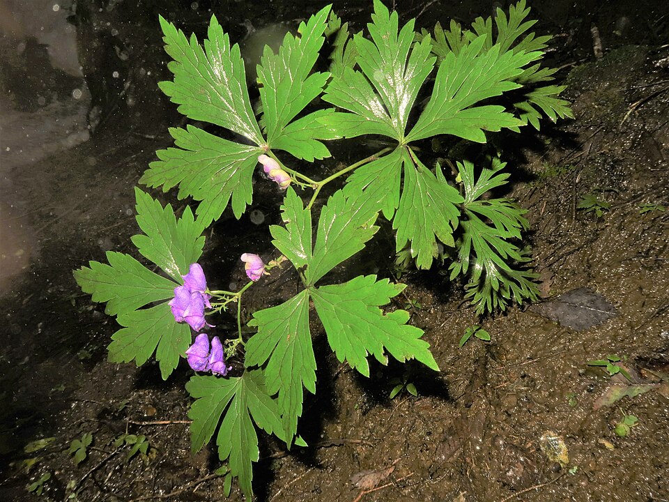 Aconitum japonicum