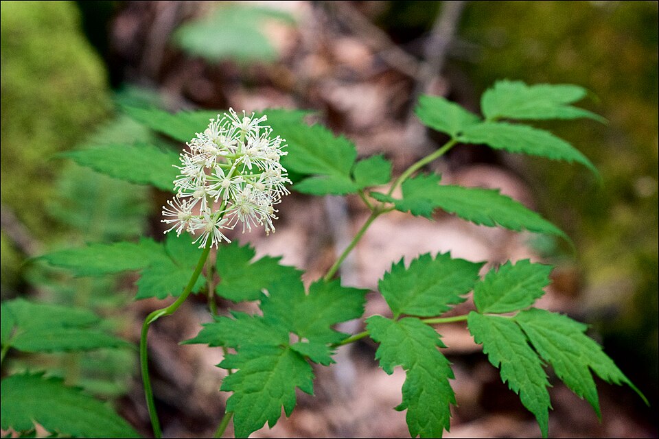 Baneberry alb