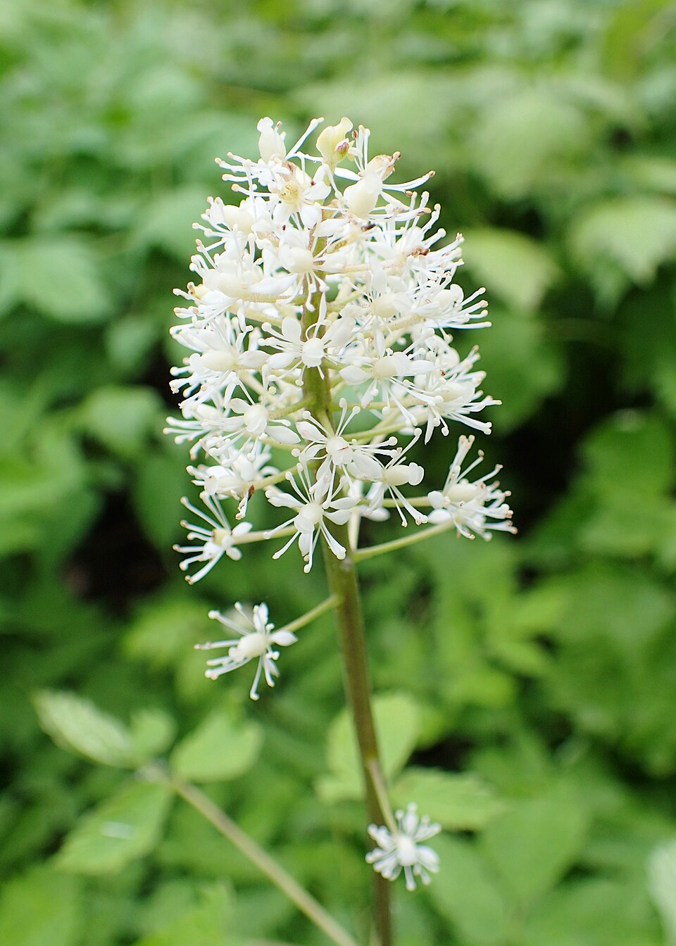 Bănuț roșu — Actaea rubra