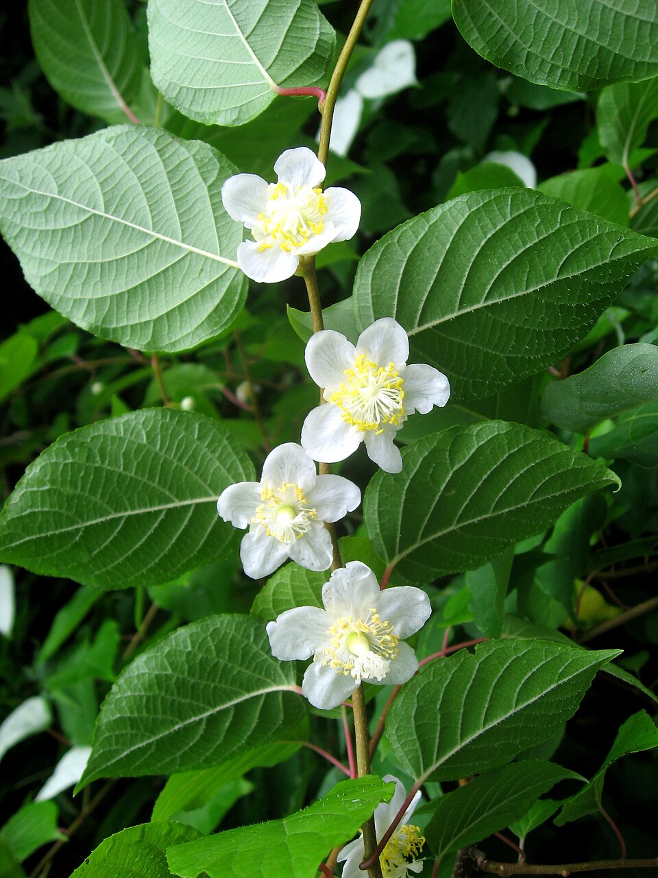 Actinidia polygama lecomtei