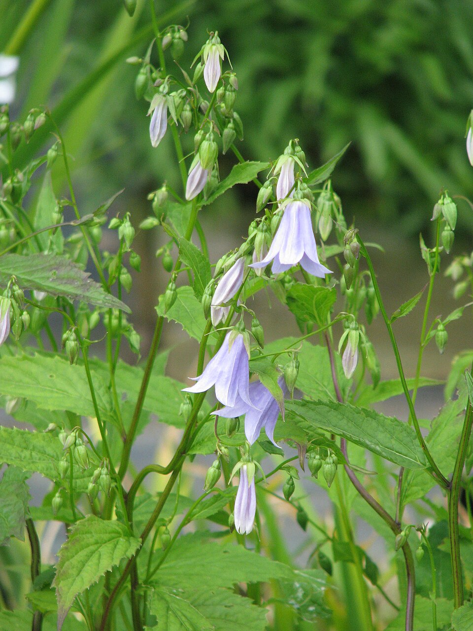 Adenophora remotiflora