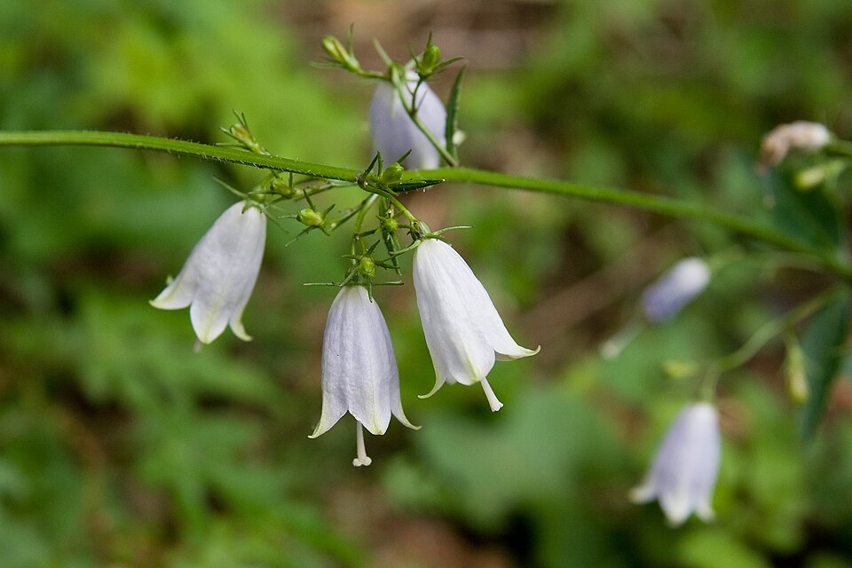 Adenophora verticillata