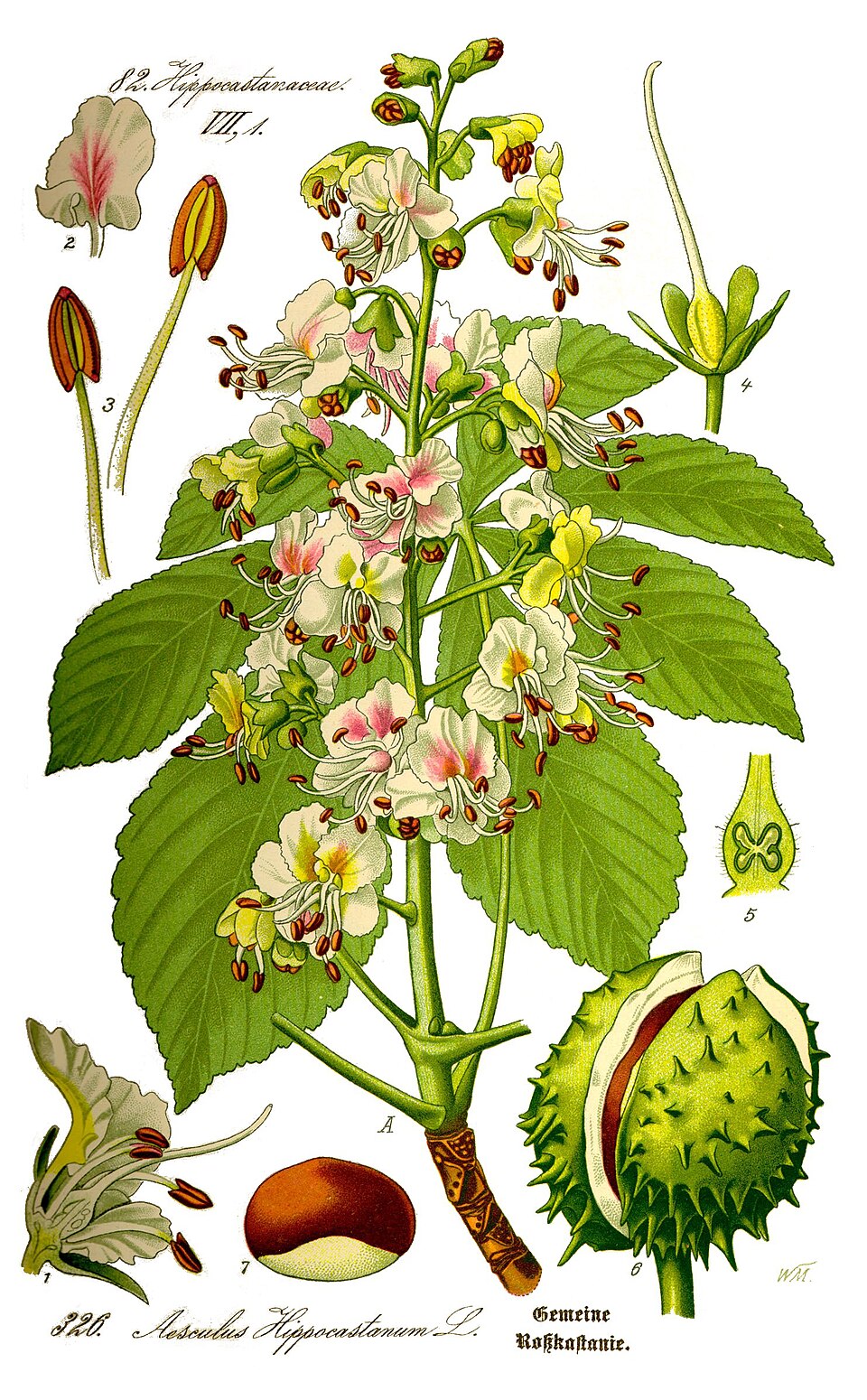 Castan porcesc — Aesculus hippocastanum