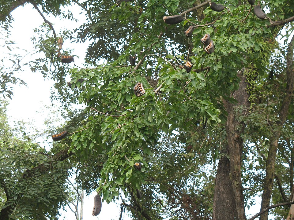 Makha Tree