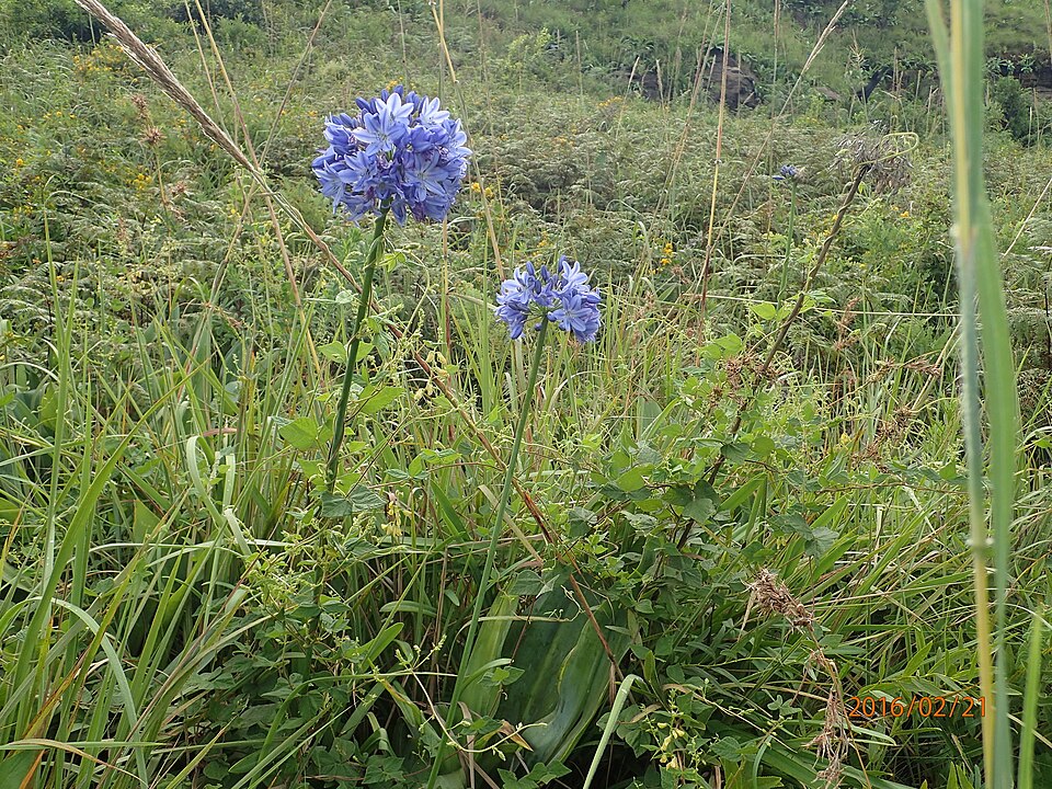 Agapanthus