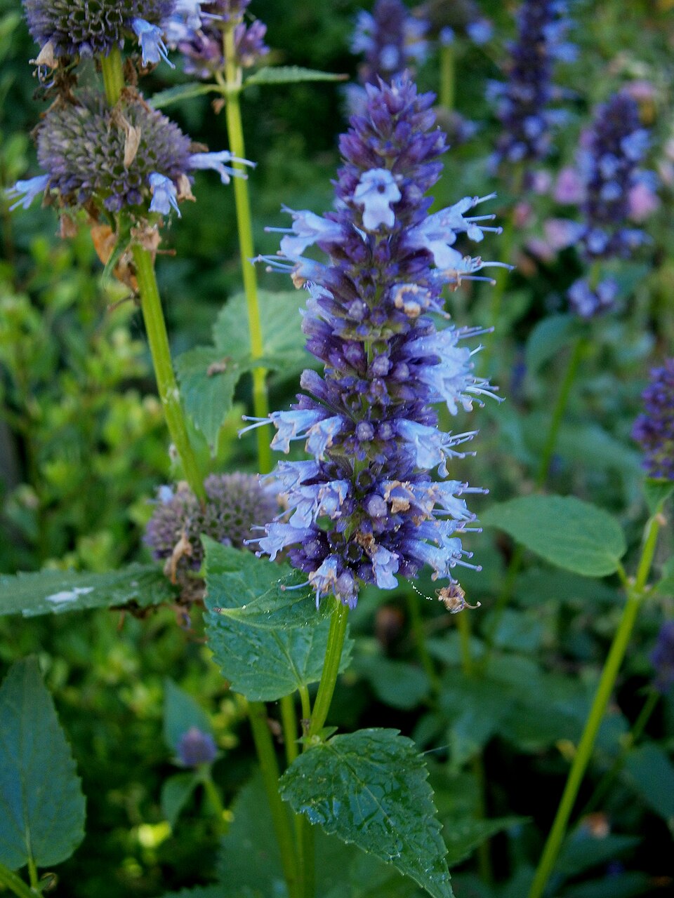 Anason hyssop