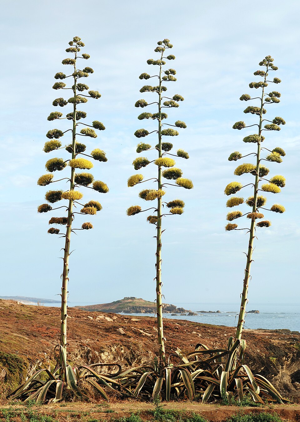 Agave americană