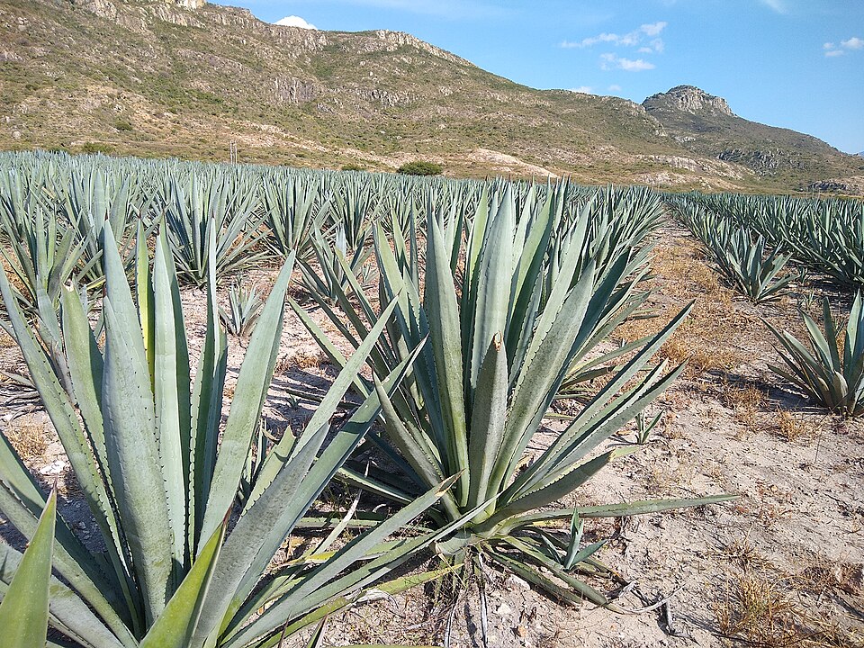 Mescal Casero