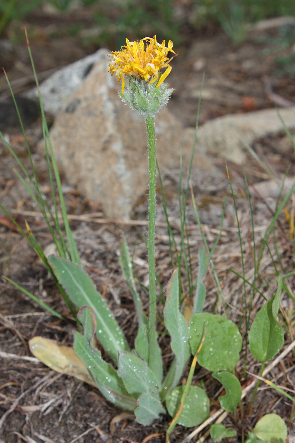 Păpădie de munte — Agoseris glauca