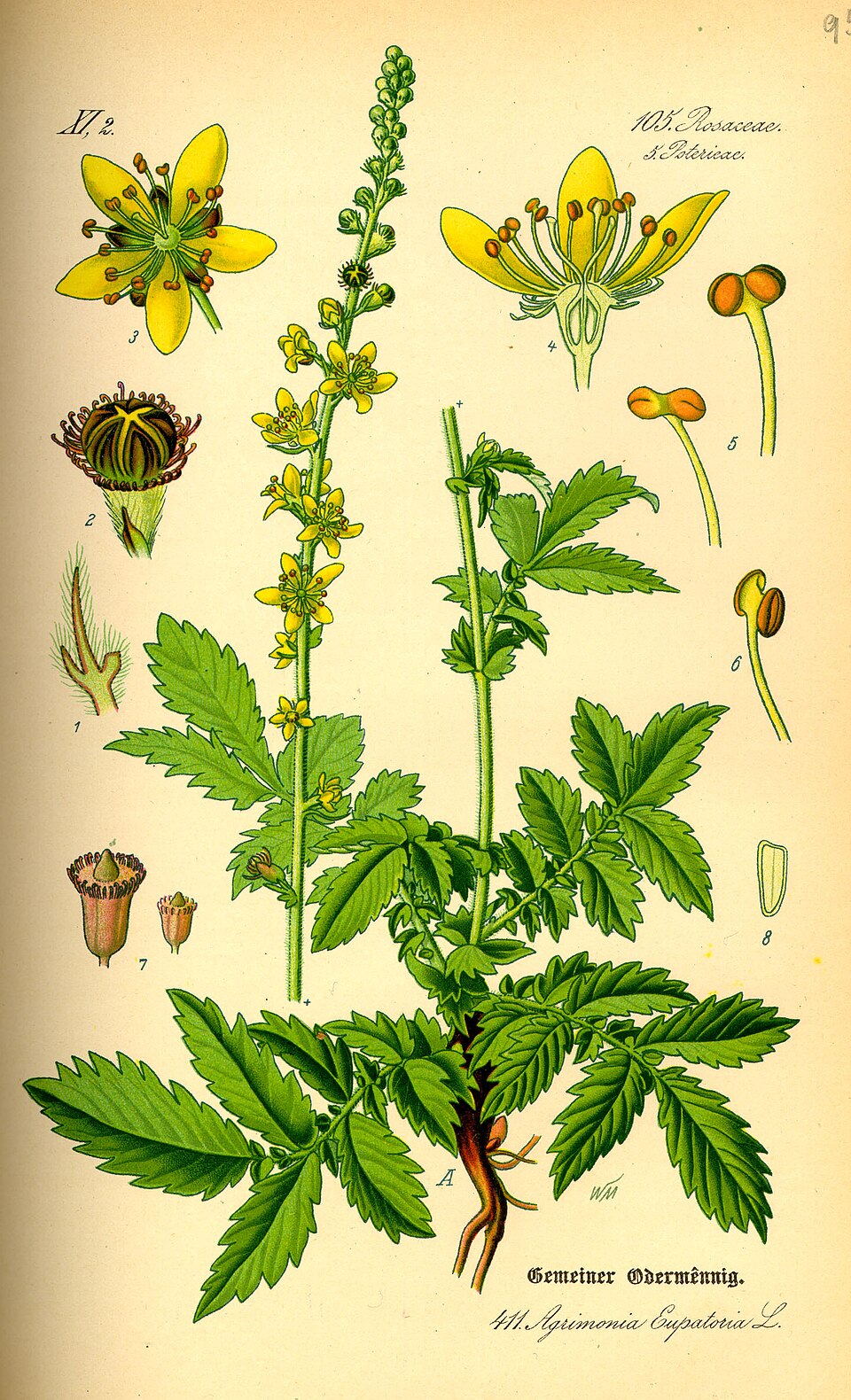 Agrimonie — Agrimonia eupatoria