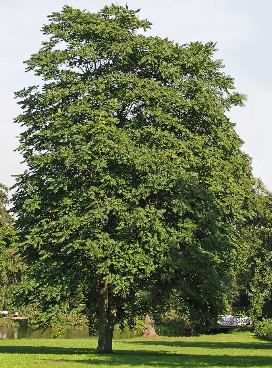 Arborele cerului