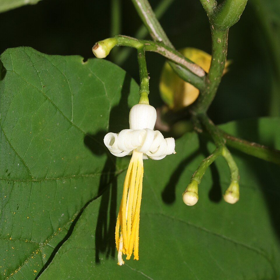 Alangium