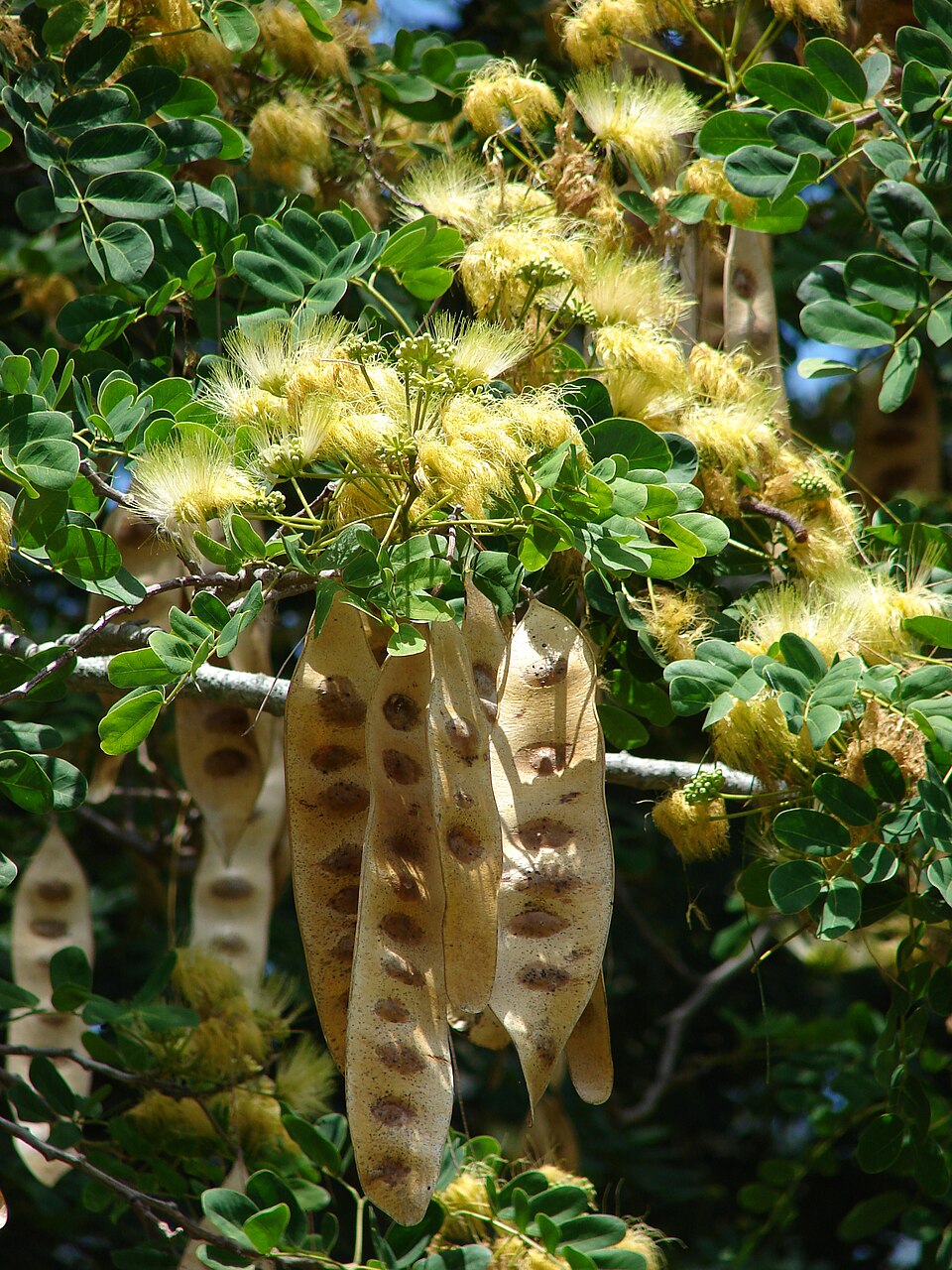 Arborele Siris