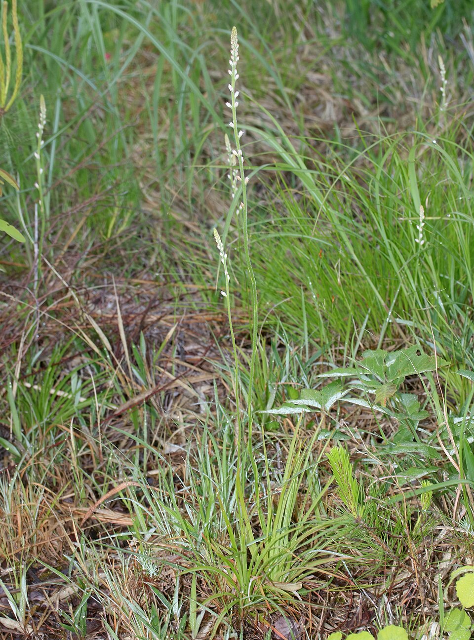 Aletris spicata