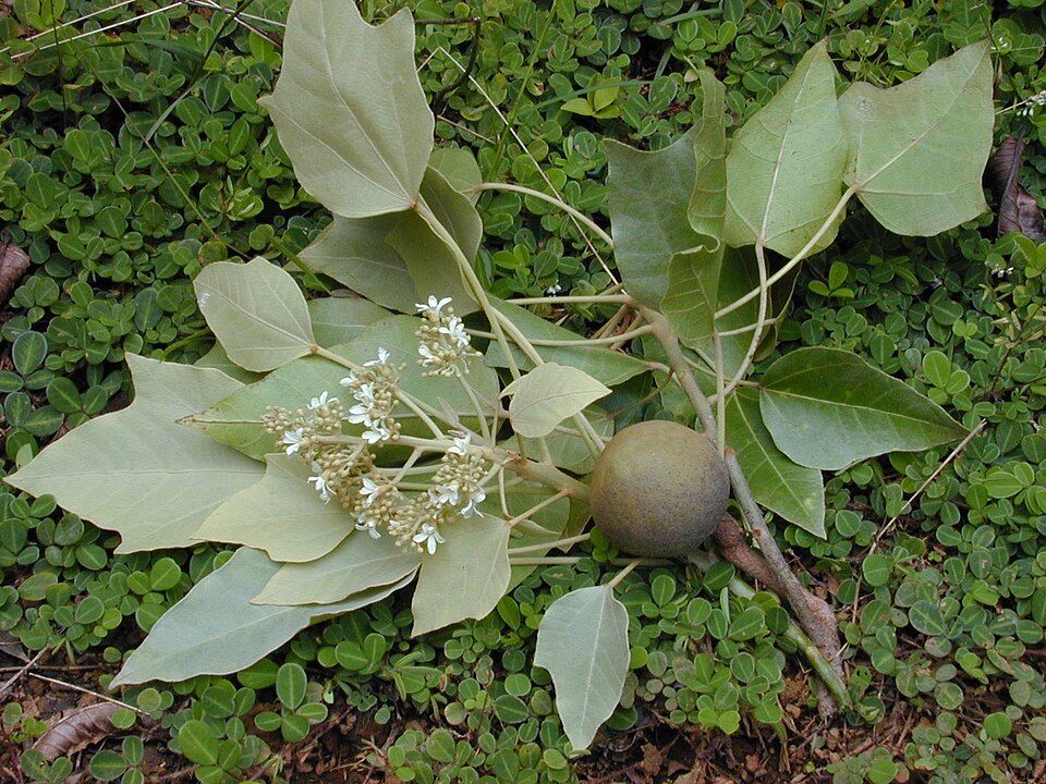 Nuc de lumânare