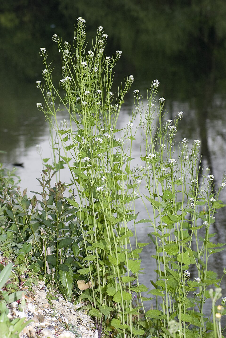 Usturoiț — Alliaria petiolata