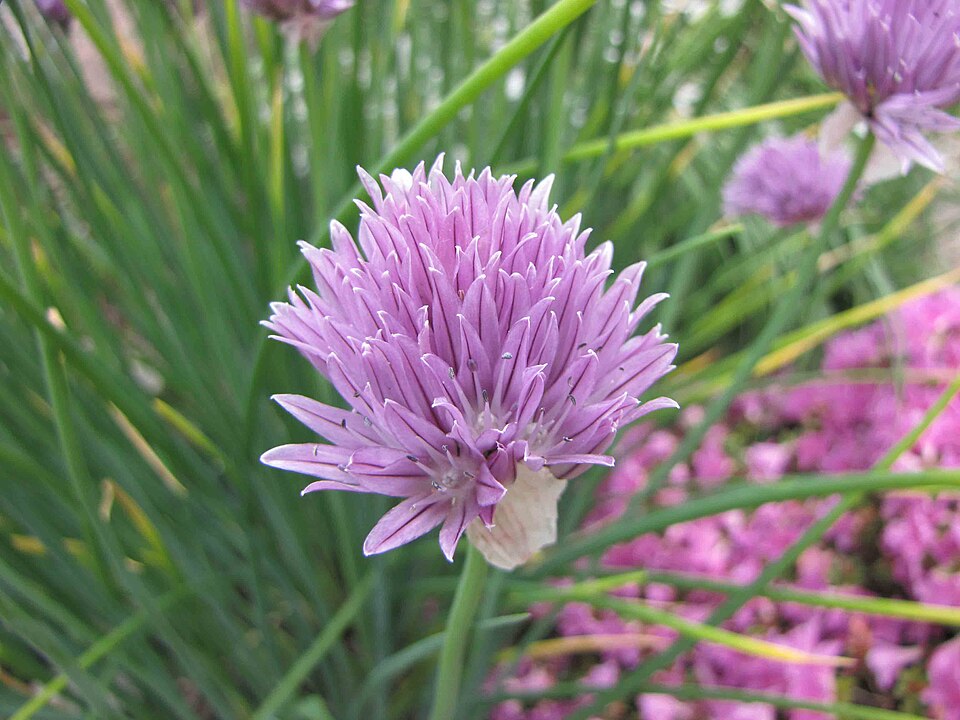 Arpagic siberian — Allium ledebourianum