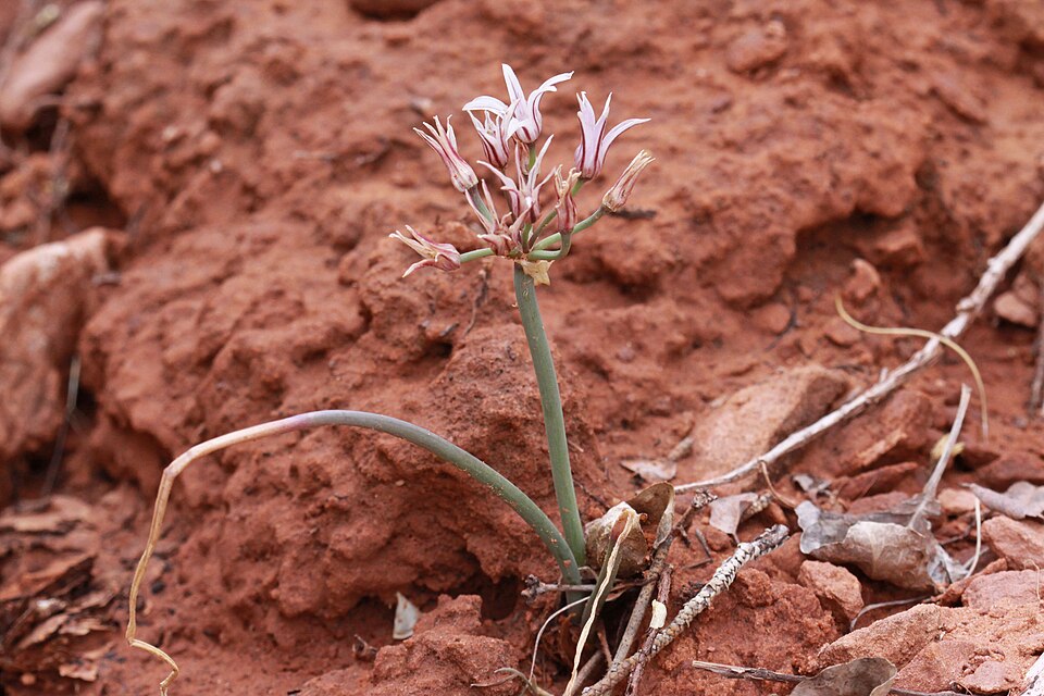 Ceapă sălbatică cu flori mari — Allium macropetalum