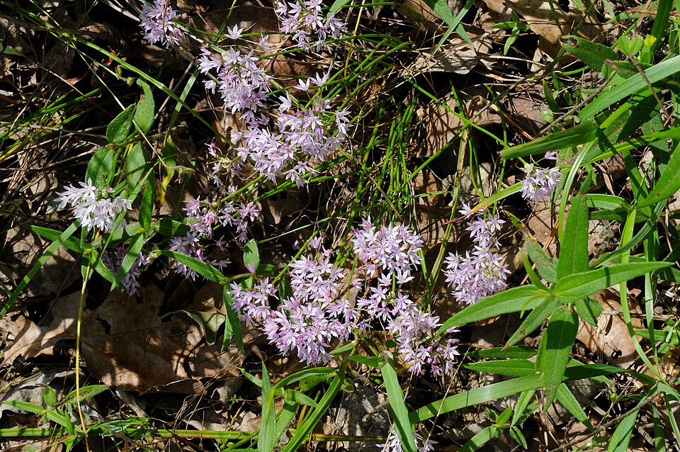 Ceapă sălbatică — Allium mutabile