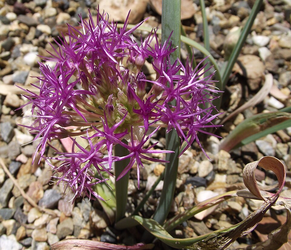 Ceapă cu tulpină lată — Allium platycaule
