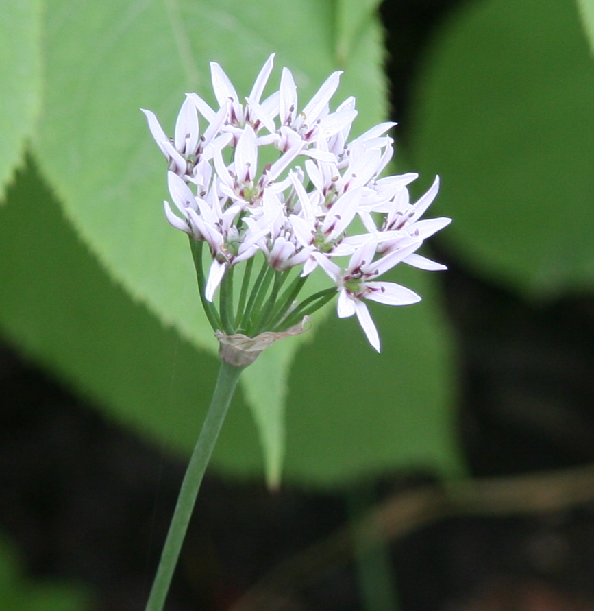 Usturoi chinezesc — Allium ramosum