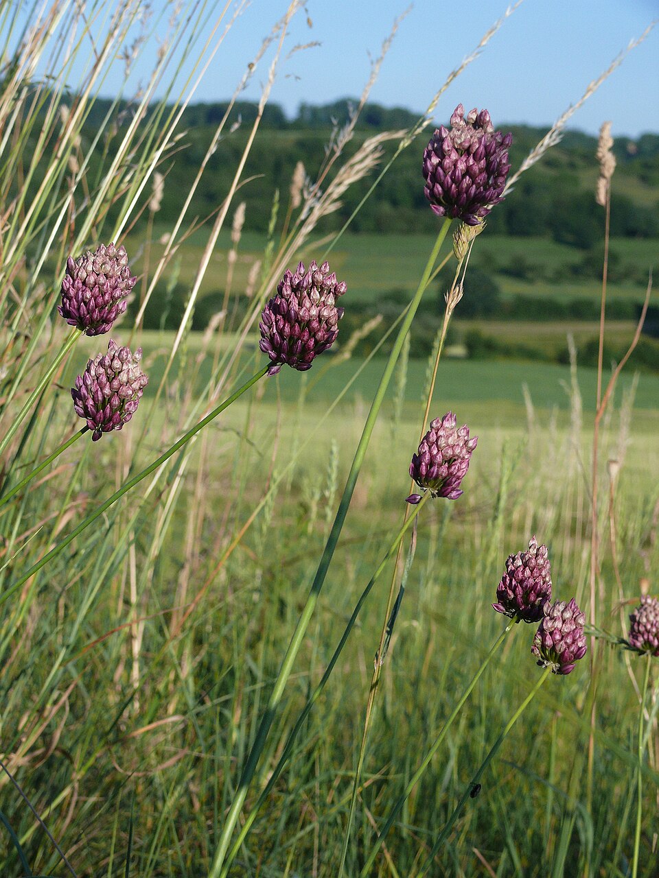 Allium rubellum