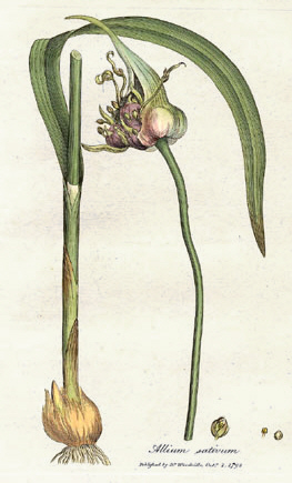 Usturoi — Allium sativum