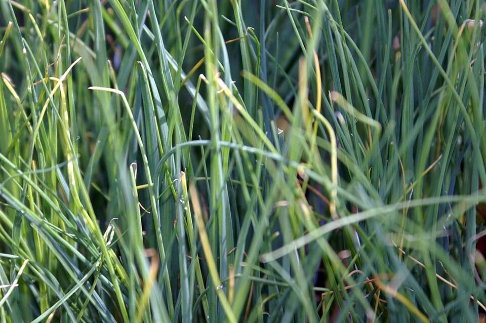 Usturoi rotund — Allium scorodoprasum rotundum