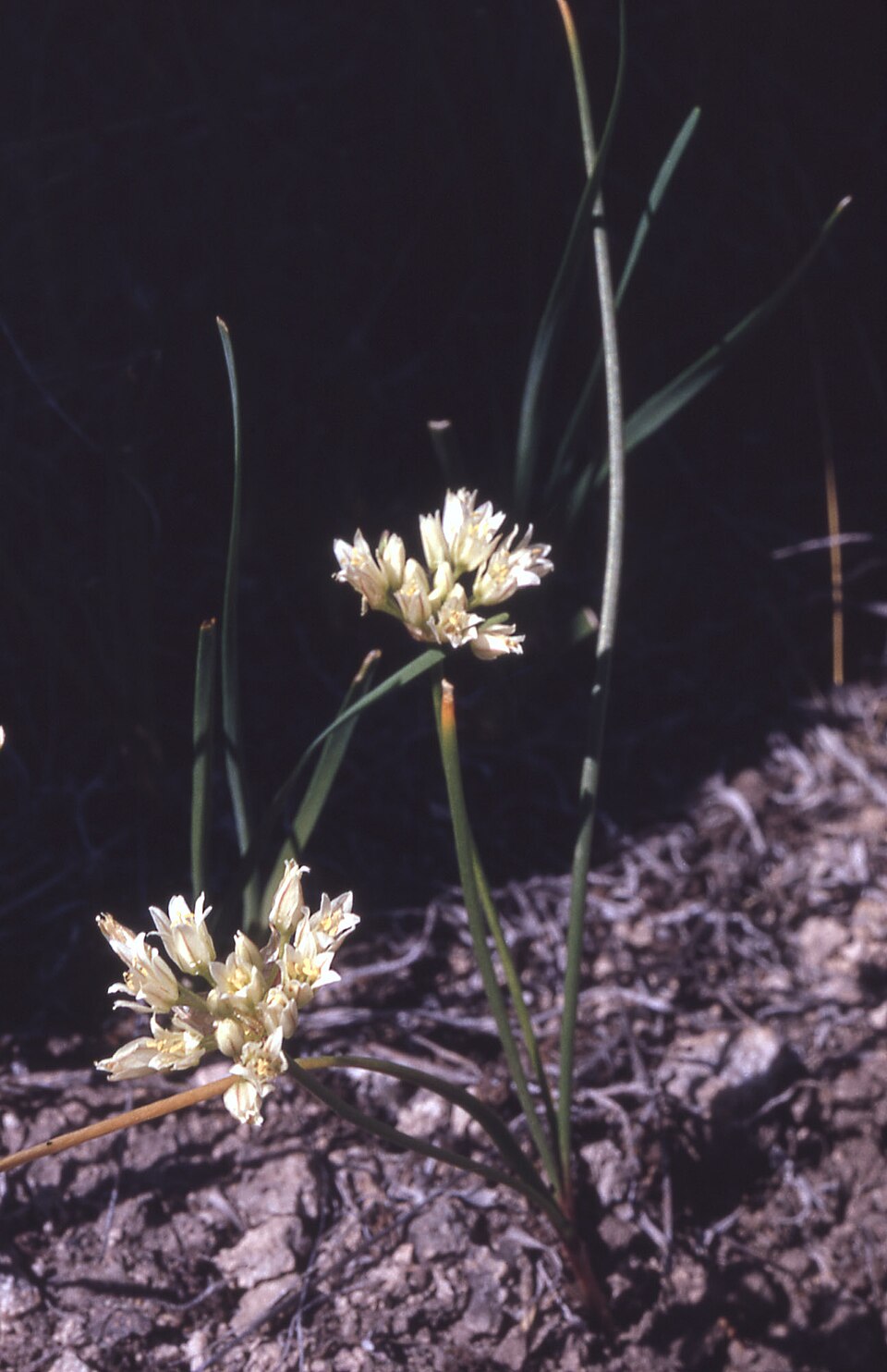 Ceapă textilă — Allium textile