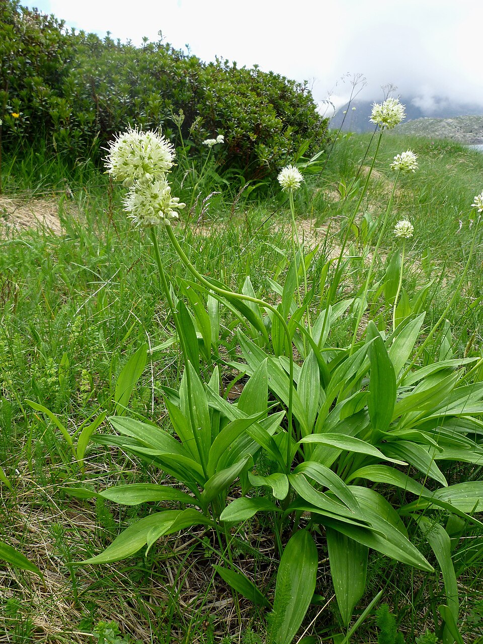 Praz de munte