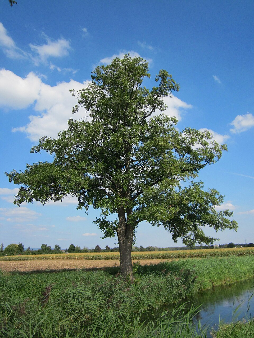Arin — Alnus glutinosa