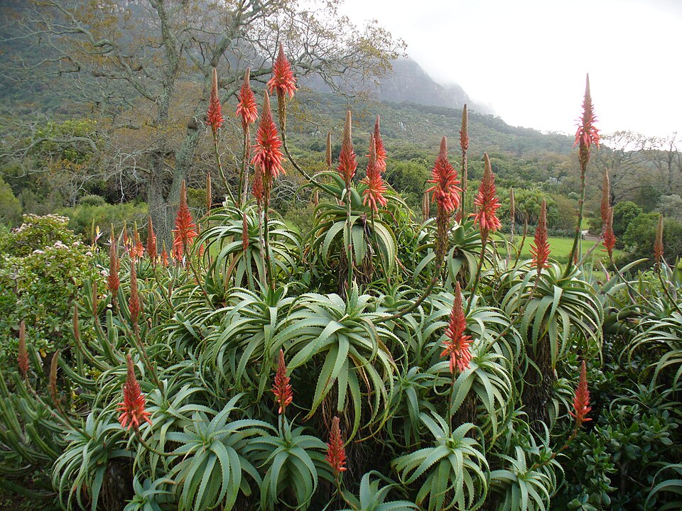 Aloe Candelabru — Aloe arborescens