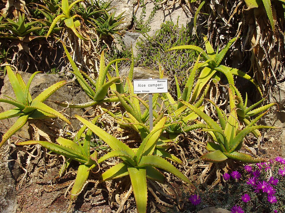 Aloe — Aloe camperi