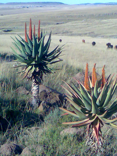 Aloe din Cap — Aloe ferox