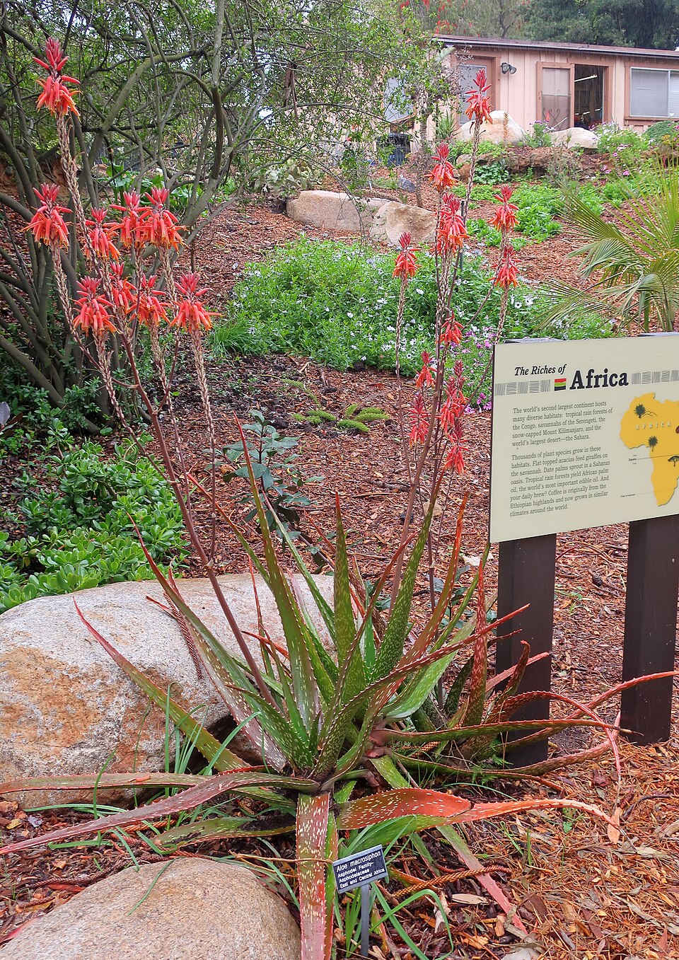 Aloe Tanzanian