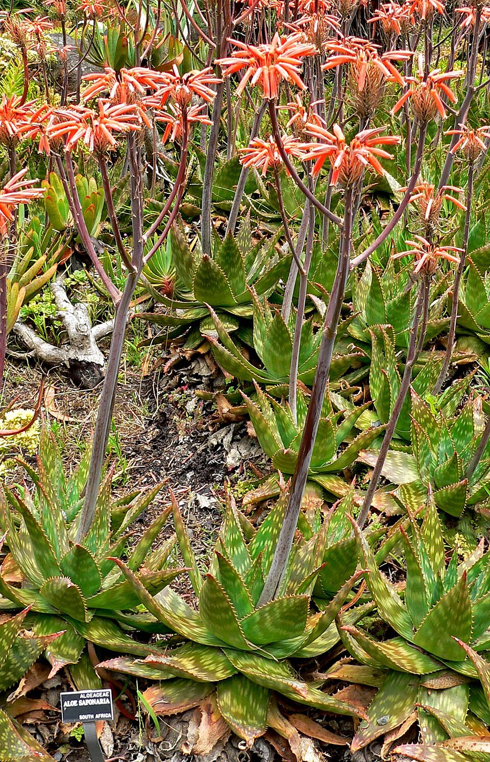 Aloe de săpun — Aloe maculata