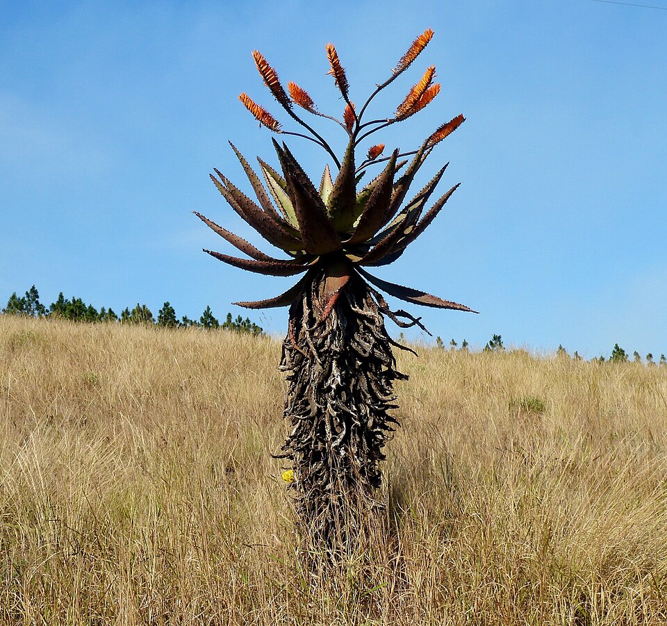 Aloe de munte — Aloe marlothii