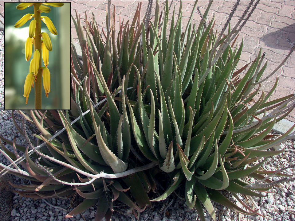Aloe vera
