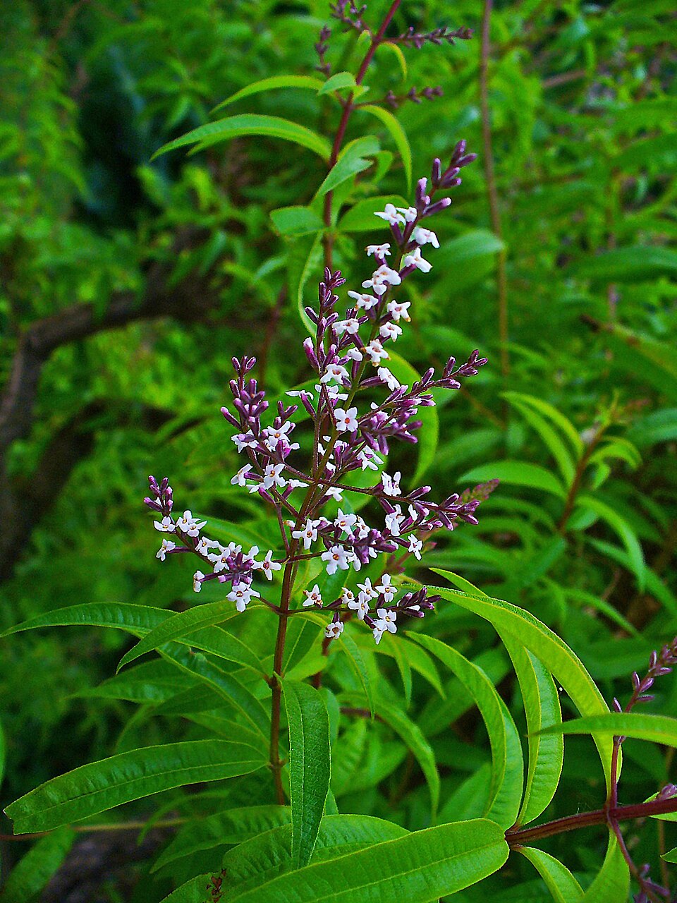 Verbină lămâioasă — Aloysia citriodora