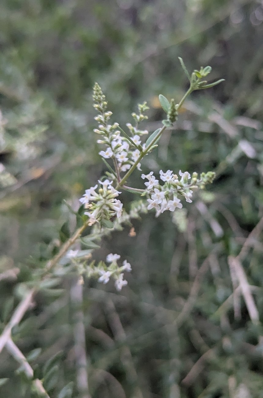 Whitebrush
