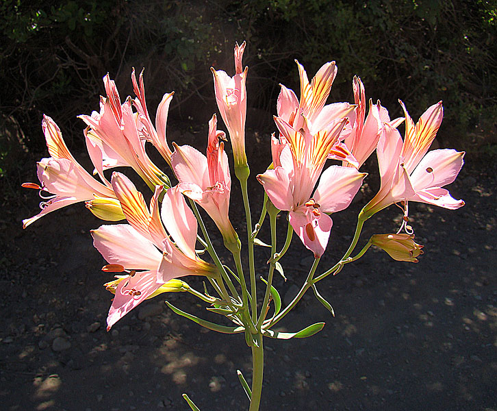 Alstroemeria — Alstroemeria ligtu