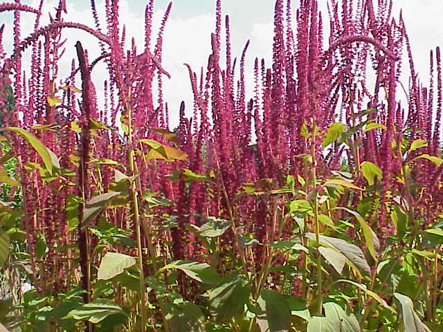 Amarant roșu — Amaranthus cruentus