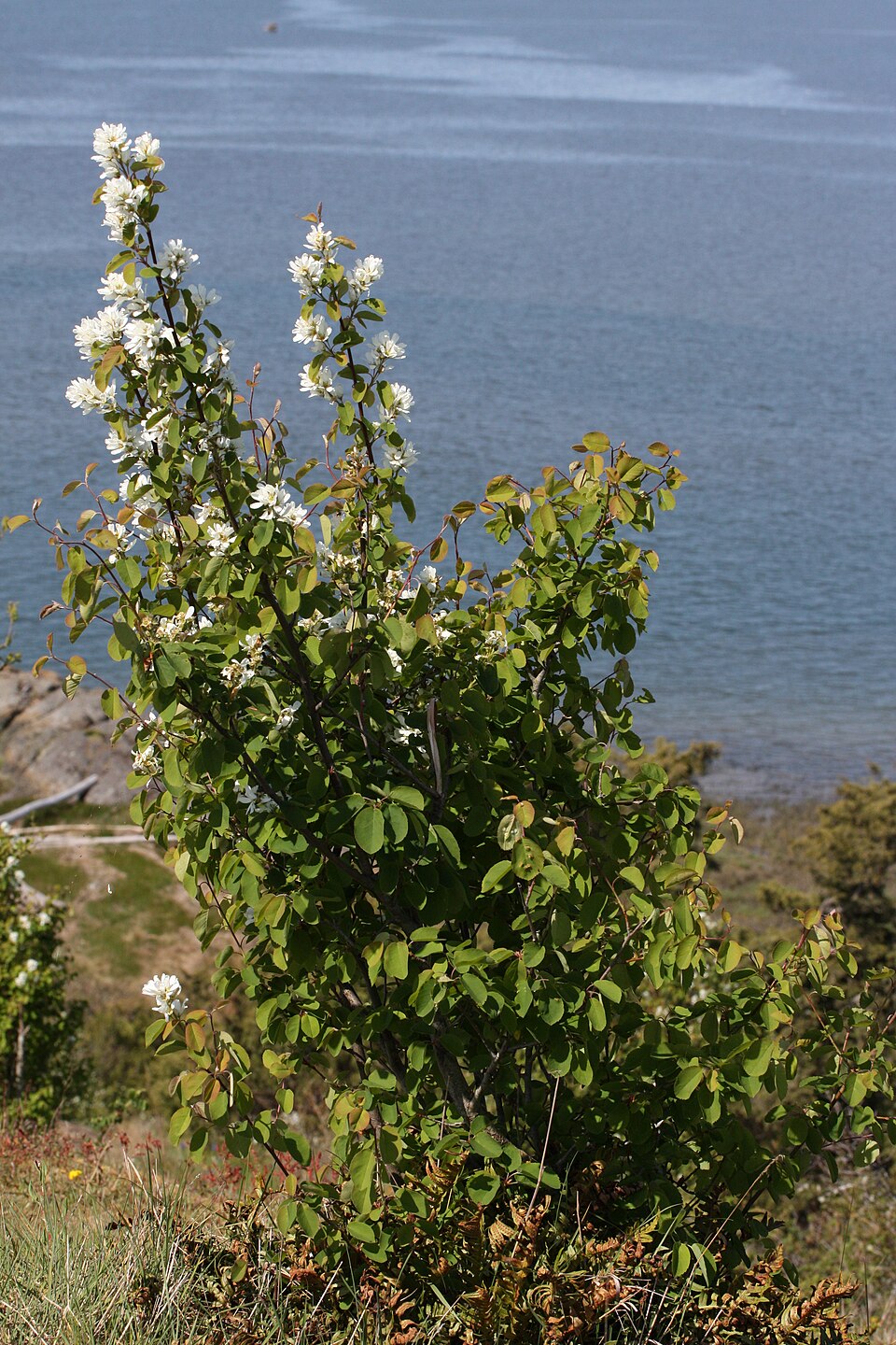 Pacific Serviceberry