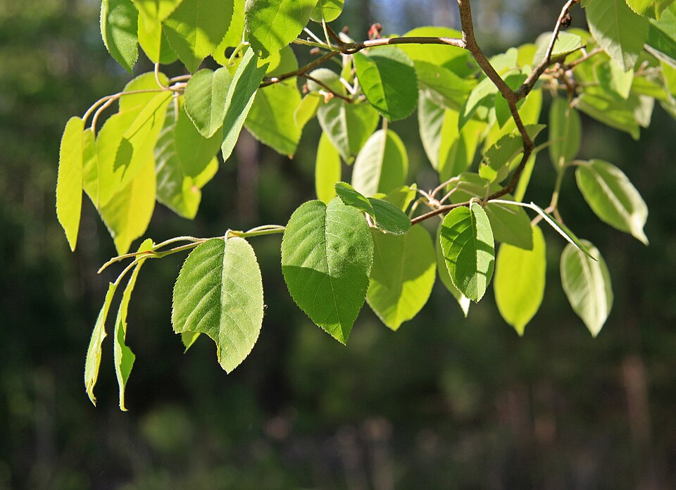 Serviceberry pufos