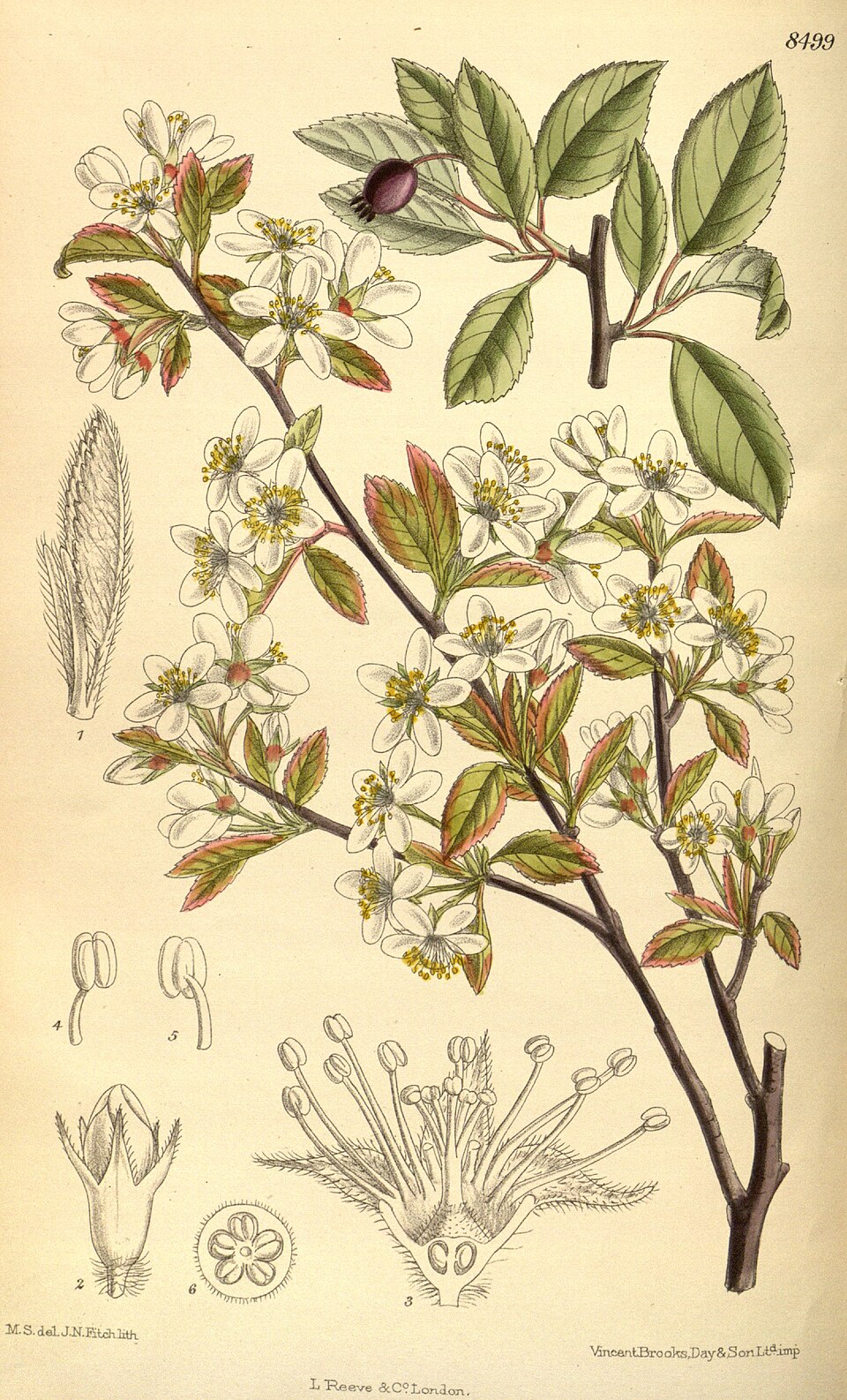 Serviceberry cu fructe oblonge
