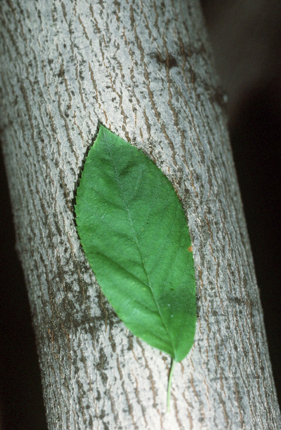 Allegheny Shadberry — Amelanchier laevis